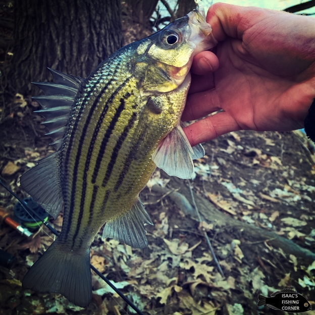 Species Page Update! Please share your experiences with Yellow Bass